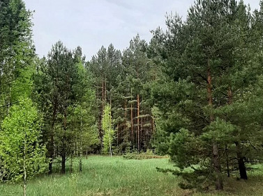 Дачный поселок с соснами на участках запланировали под Барнаулом