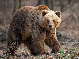 Ученый объяснила агрессию медведей на Алтае массовой застройкой